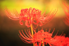 彼岸花３
