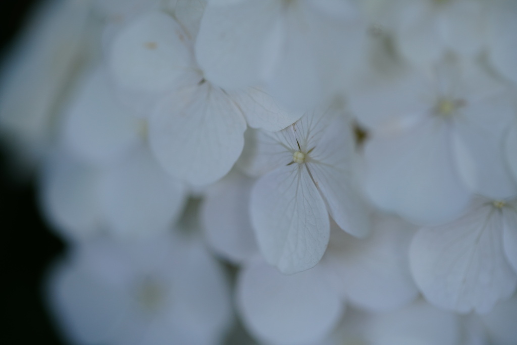 紫陽花　１