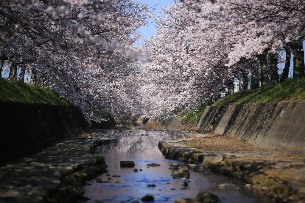桜の小川