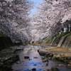 桜の小川
