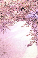 1F3A0950