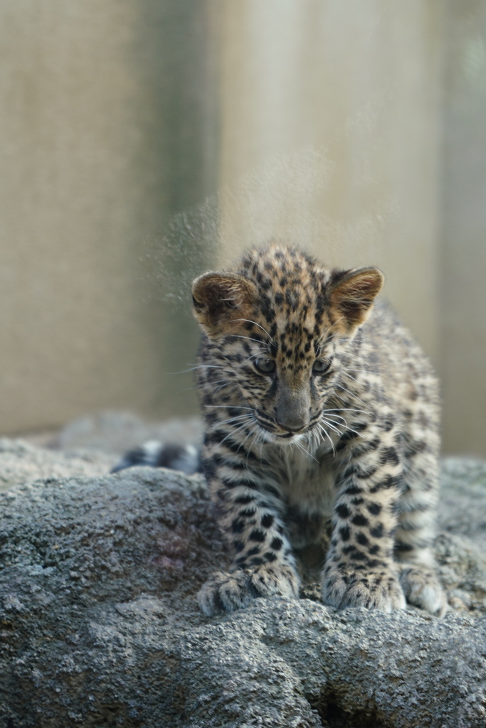 子供のヒョウ