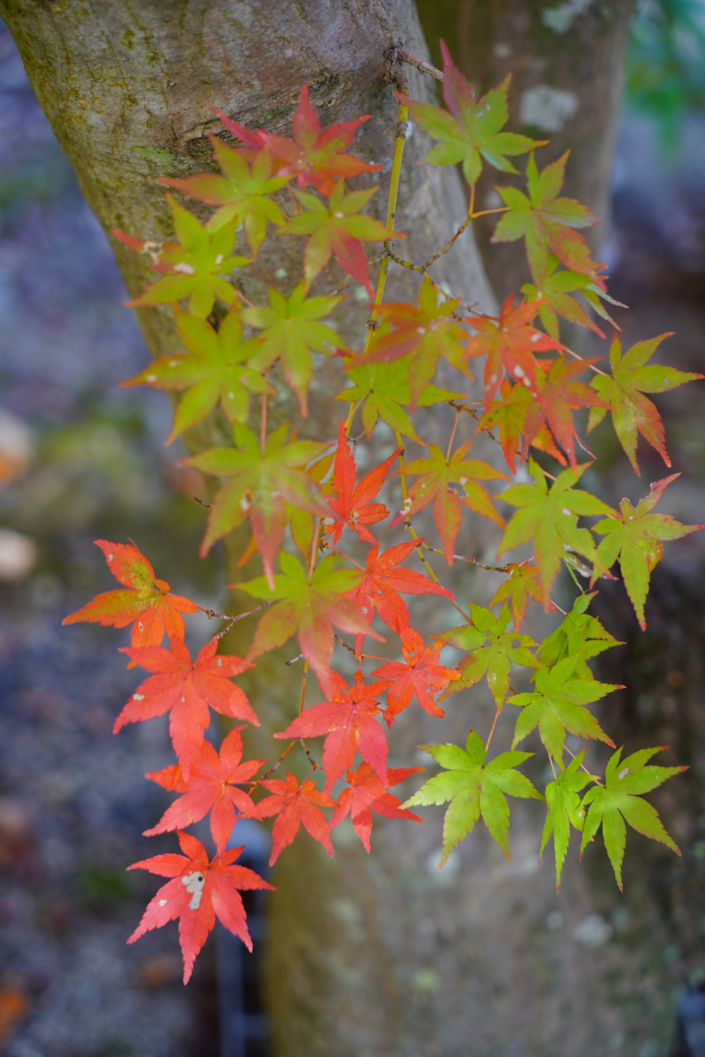 紅葉もそろそろ