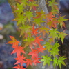 紅葉もそろそろ