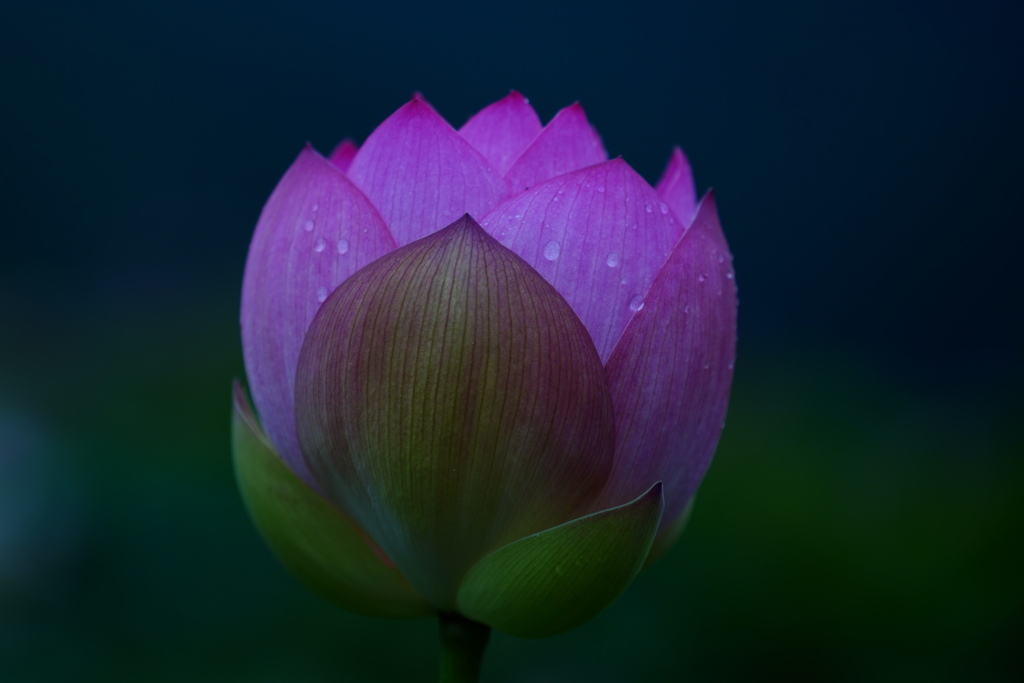 蓮の花３