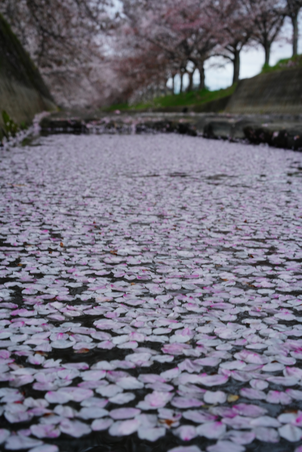 早朝の花筏