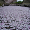 早朝の花筏