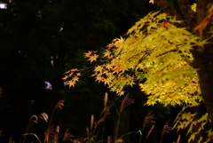 砥峰高原紅葉前線