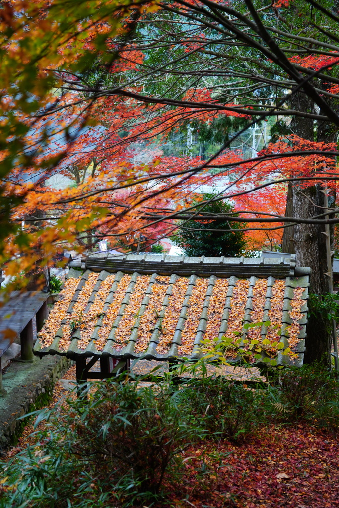大国寺紅葉