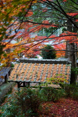 大国寺紅葉