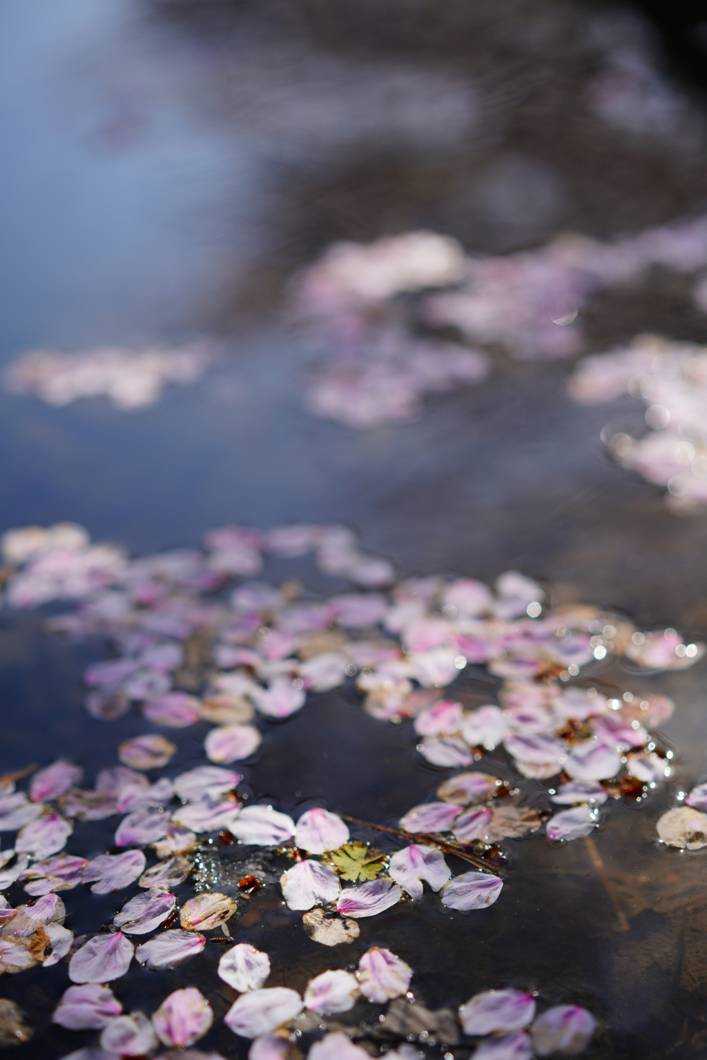 花筏前