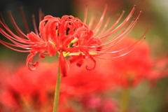 彼岸花１