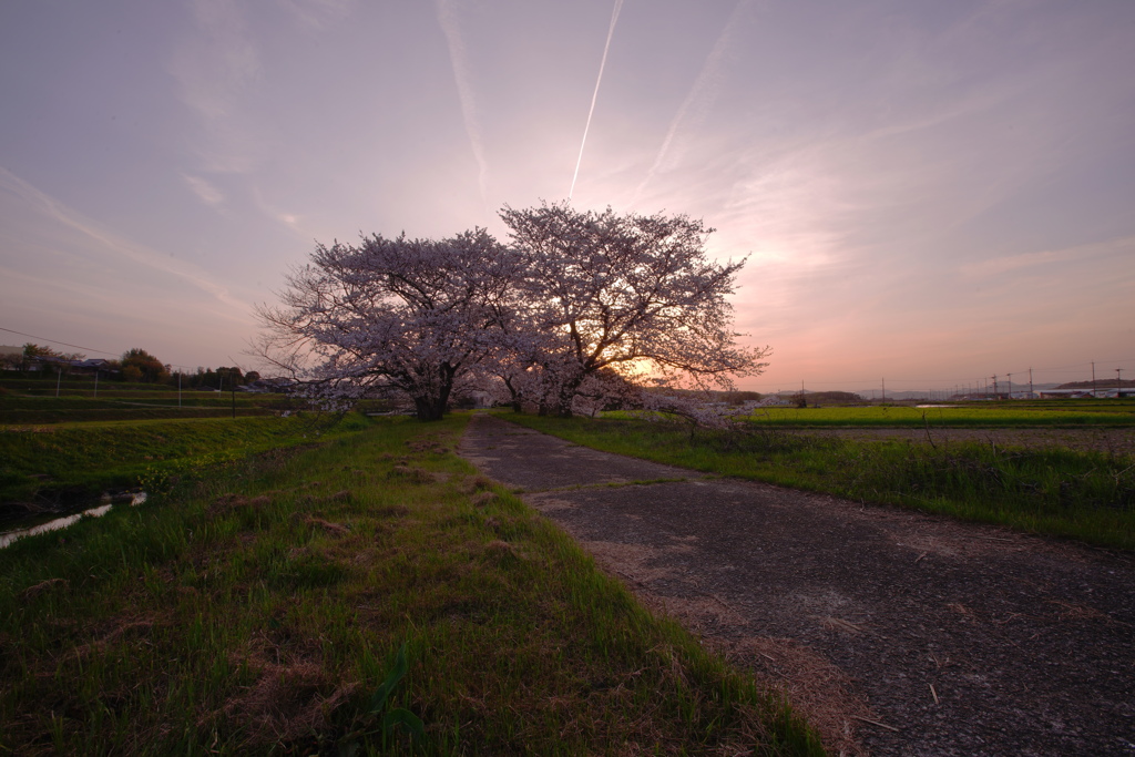 桜に沈む夕日