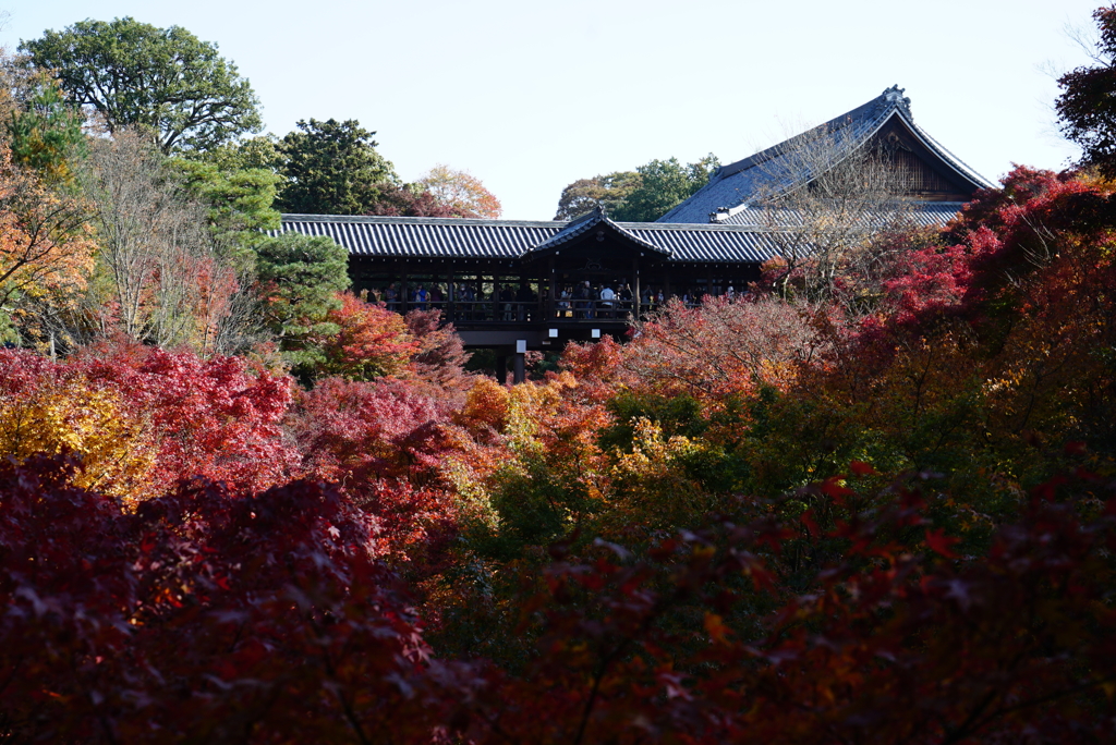 昨年の東福寺の紅葉