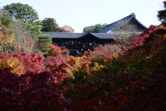 昨年の東福寺の紅葉