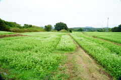 蕎麦畑