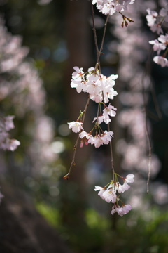 枝垂桜