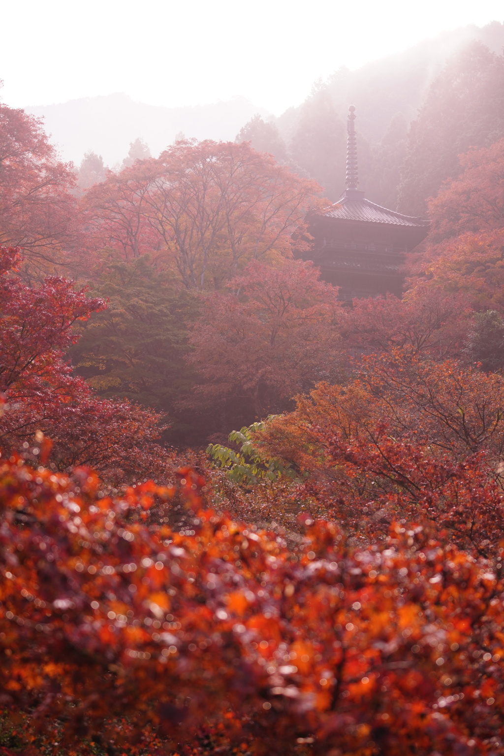 朝もやに煙る高源寺