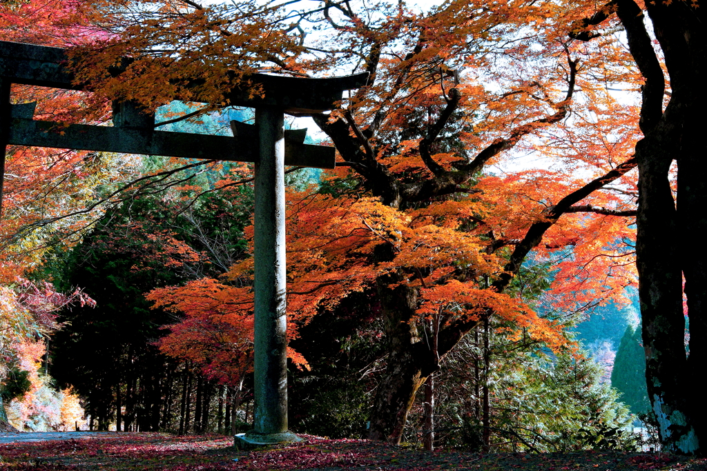紅葉