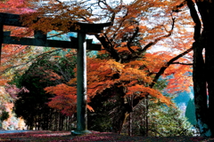 紅葉