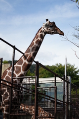 キリンさんの首は長かった。