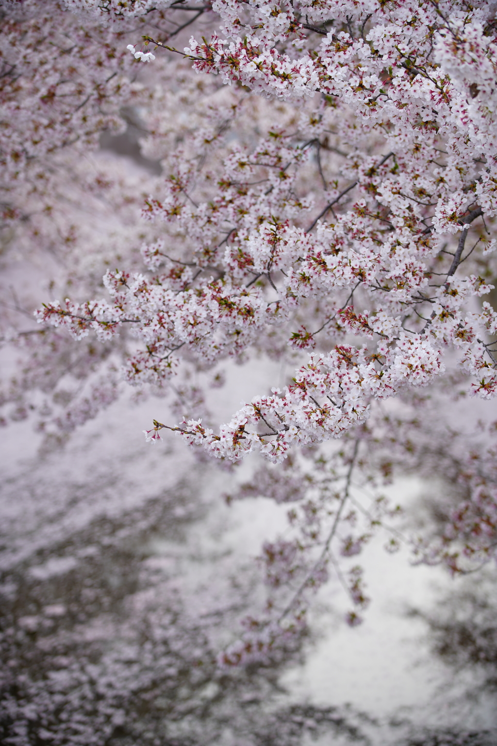 今年の花筏