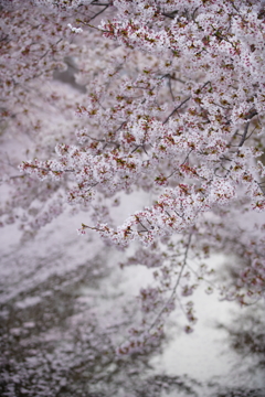 今年の花筏