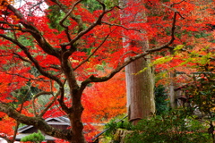 大国寺紅葉５