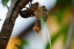 ご苦労様でした。