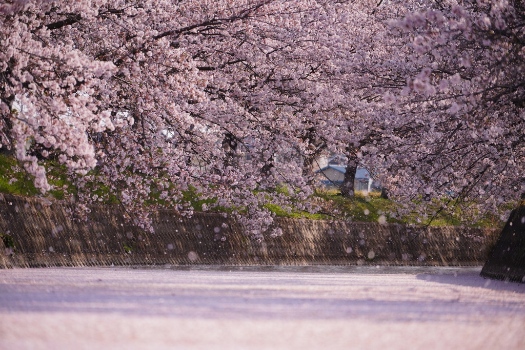 花びら舞う小川