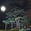 兼六園 根上松