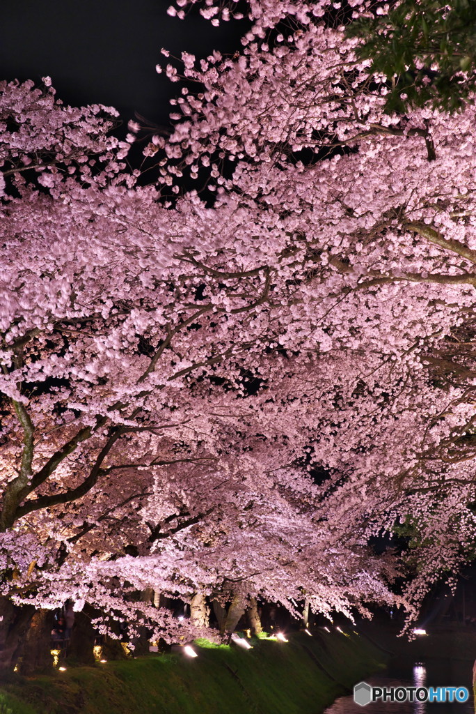 金沢城公園夜桜