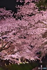 金沢城公園夜桜