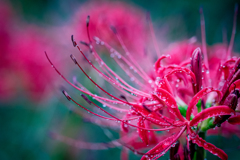 曼珠沙華雨雫