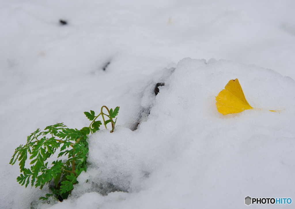 初雪