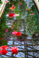 水鏡に浮かぶ花