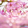 桜の輝き