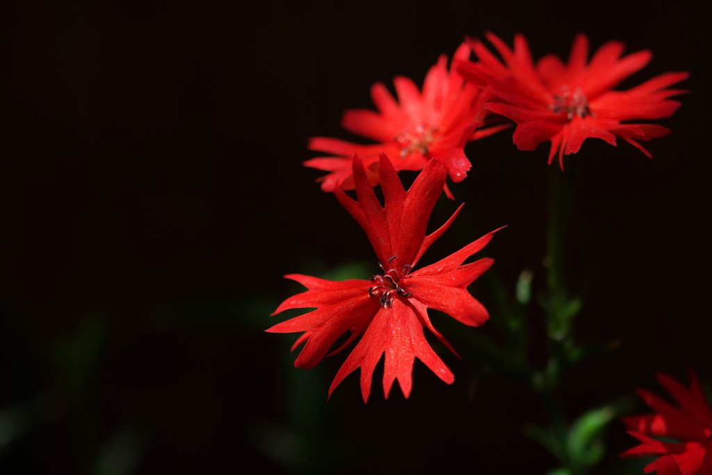 幻の花 センノウ