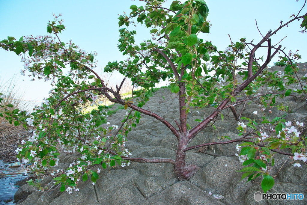 根性桜