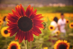Fading Summer Memory