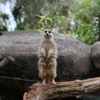 メルボルン動物園2
