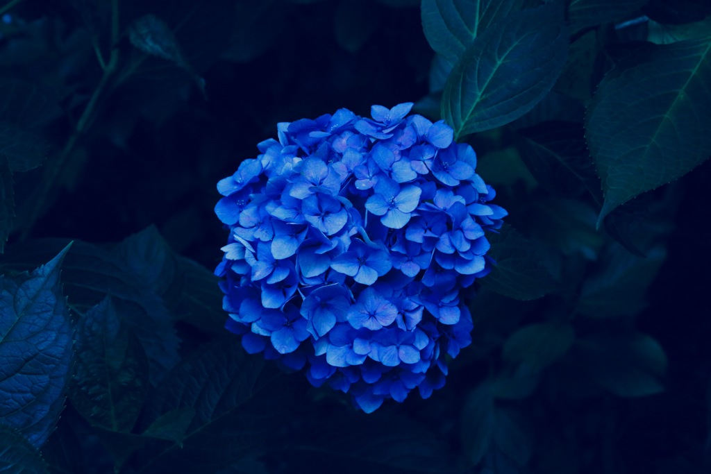 裏の紫陽花