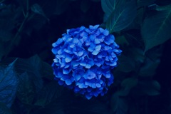 裏の紫陽花