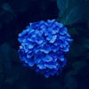 裏の紫陽花