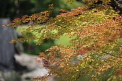 小石川後楽園