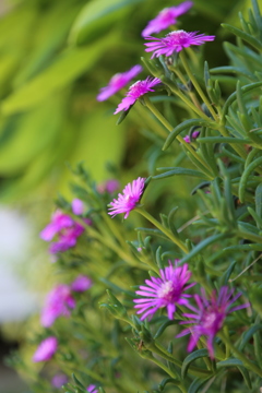 松葉菊