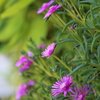 松葉菊