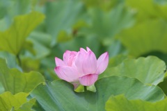 小石川後楽園の蓮
