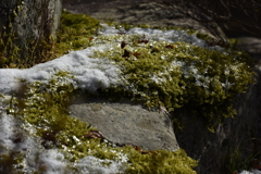 苔・石・雪融け