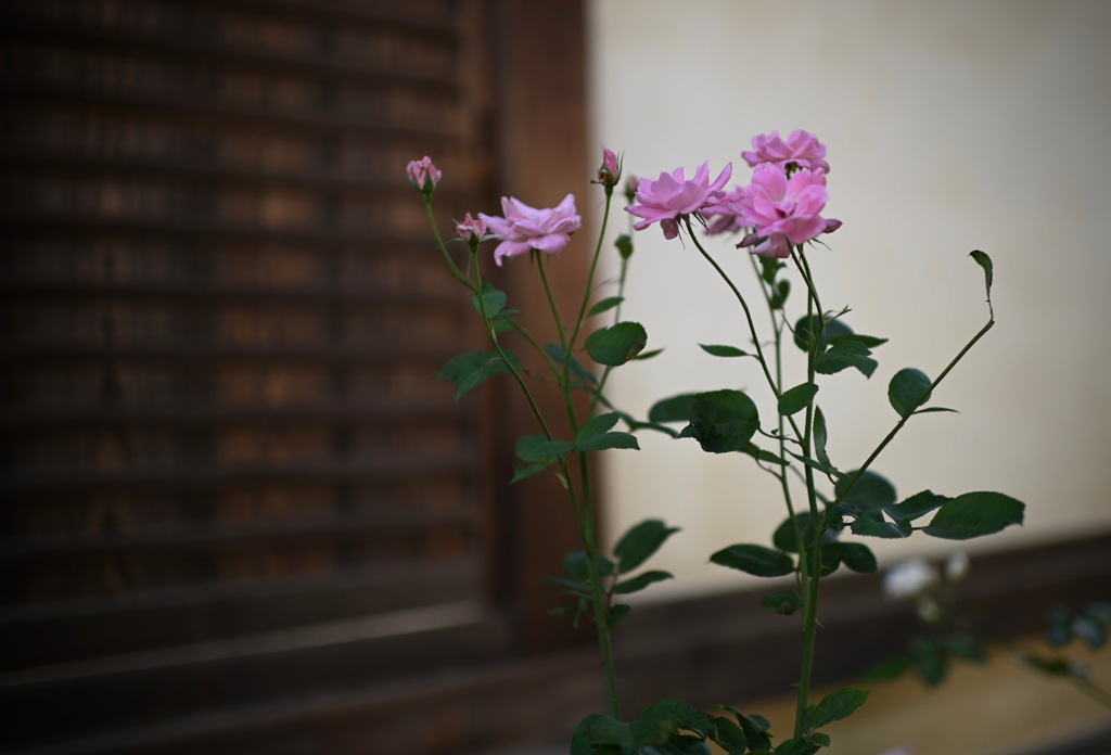 映える・薔薇